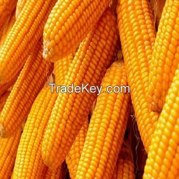 Yellow Maize Animal Feed, Corn Gluten Meal For Sale