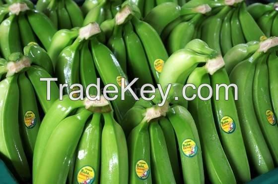 Green Cavendish Bananas