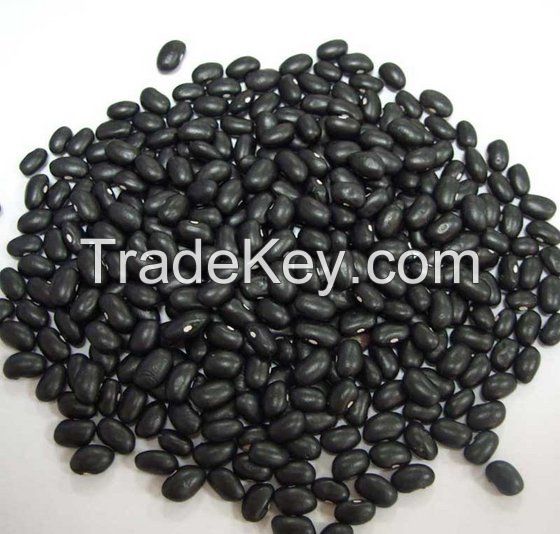 Healthy High Quality Black Kidney Beans