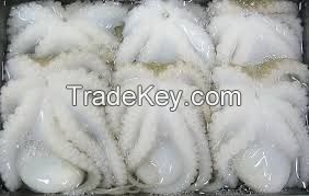 Frozen Whole Cleaned Baby Octopus
