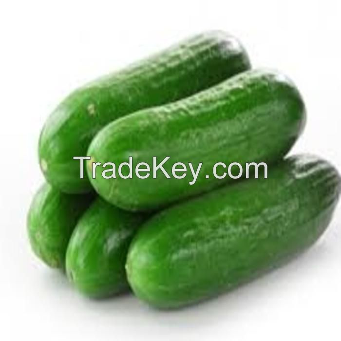 Long Fresh Cucumber/ Round Fresh Cucumber