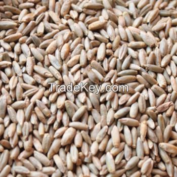 Organic Farm Rye grain/Winter Rye/Rye Flakes in Rye bran