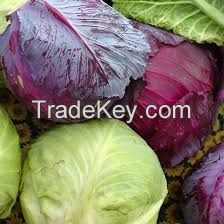 RED and WHITE CABBAGE