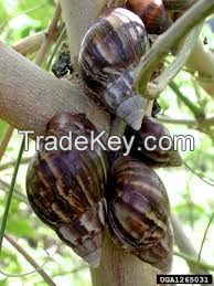 African Giant Snails For Sale, Snail Shells