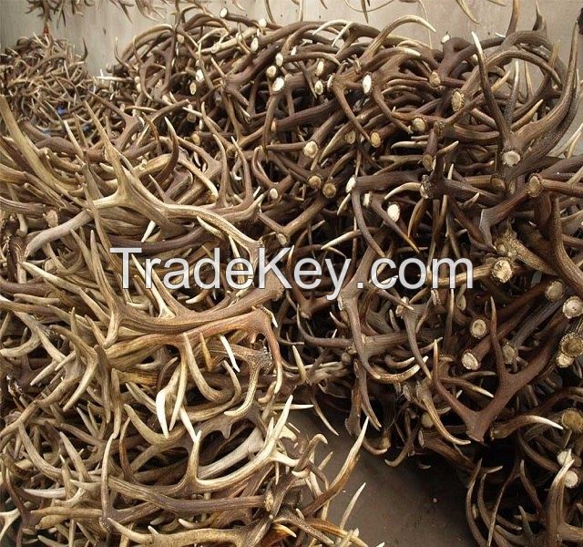 Whole Red Deer Antlers available in grades A, B and C.