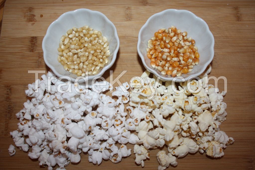 Yellow , Blue, red and White Popcorn Kernels