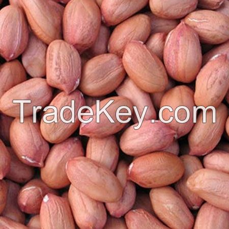 Good Quality Raw / Blanched Peanuts / Groundnuts