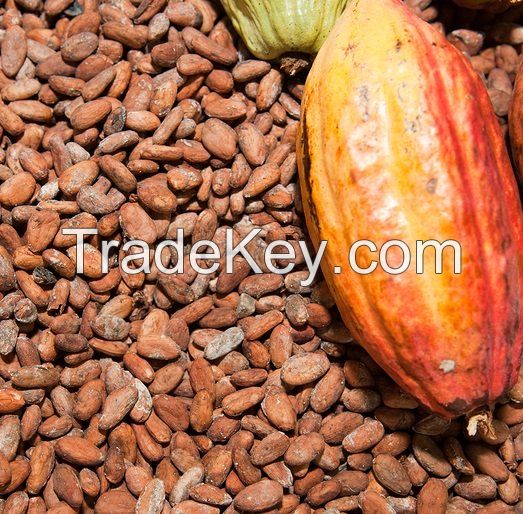 Cocoa Beans From Ivory Coast Cocoa Beans