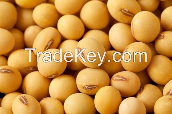 Quality Soybeans / Soyabeans for Human Consumption