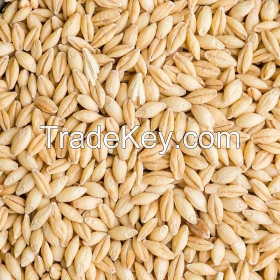 Top Grade Quality Barley for Animal Feed and Human Consumption