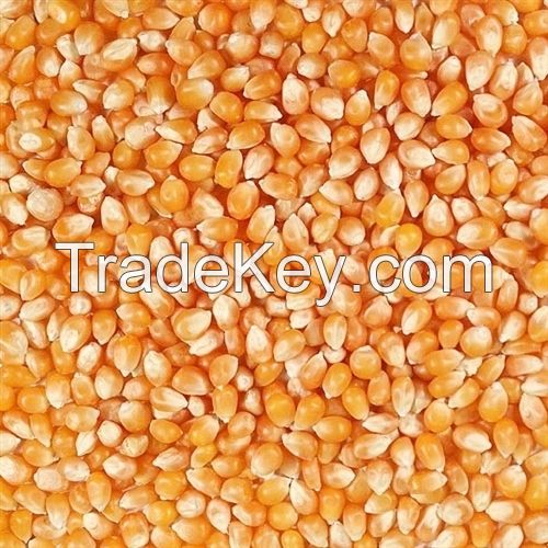 Yellow Popcorn Kernels - Best Price and Quality / Yellow Popcorn NON-GMO