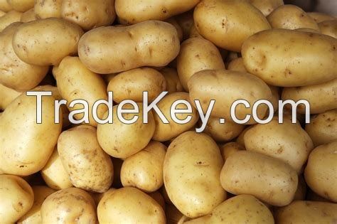 New Harvest Fresh Potato