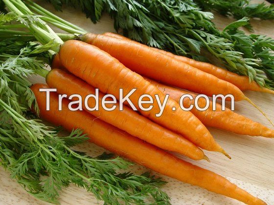 Fresh Carrots - Competitive and Good Quality