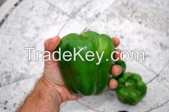 Fresh Green Bell Pepper / Fresh Capsicum / Fresh Pepper / Frozen Pepper