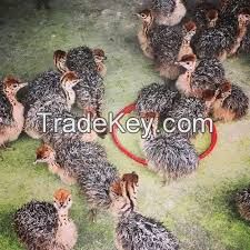 Live Ostrich Chicks, Ostrich Eggs, Ostrich Egg Shell, ostrich feather