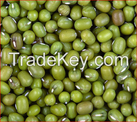 Green Mung Beans / Green Gram /Moong Dal / Vigna Beans