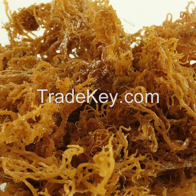 sea moss