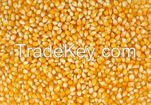 Brazilian Yellow Corn