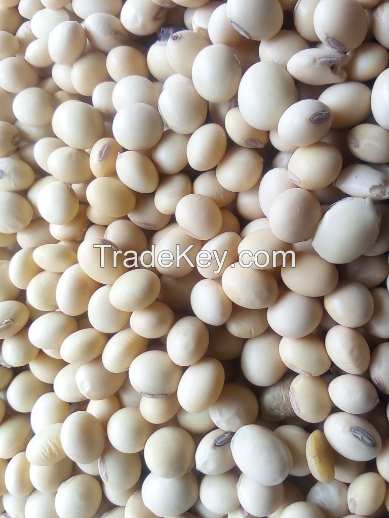 We sell quality soybean seeds for both human consumption and industrial uses at affordable FOB, CIF, & CNF prices. LC payment method among others is acceptable