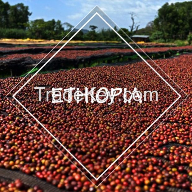 Top Quality Arabica Coffee Beans