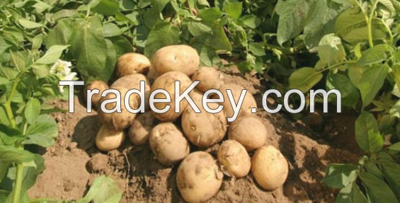 Potato seeds