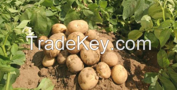 sell high qualilty Potato seeds