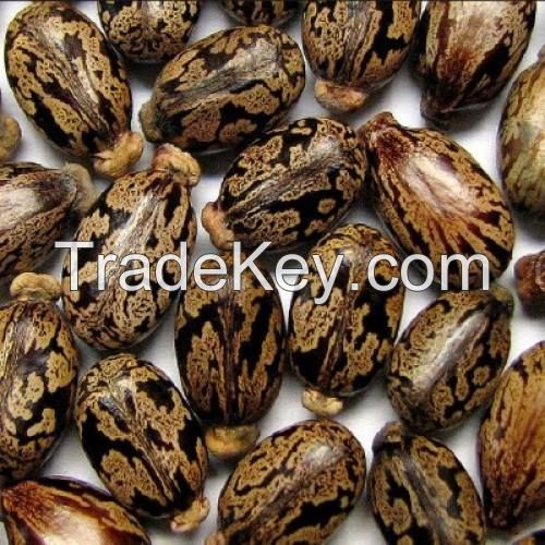 castor seed