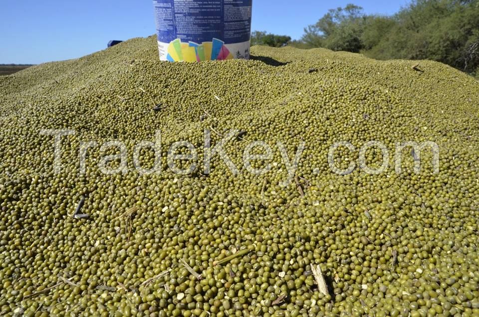 mung beans