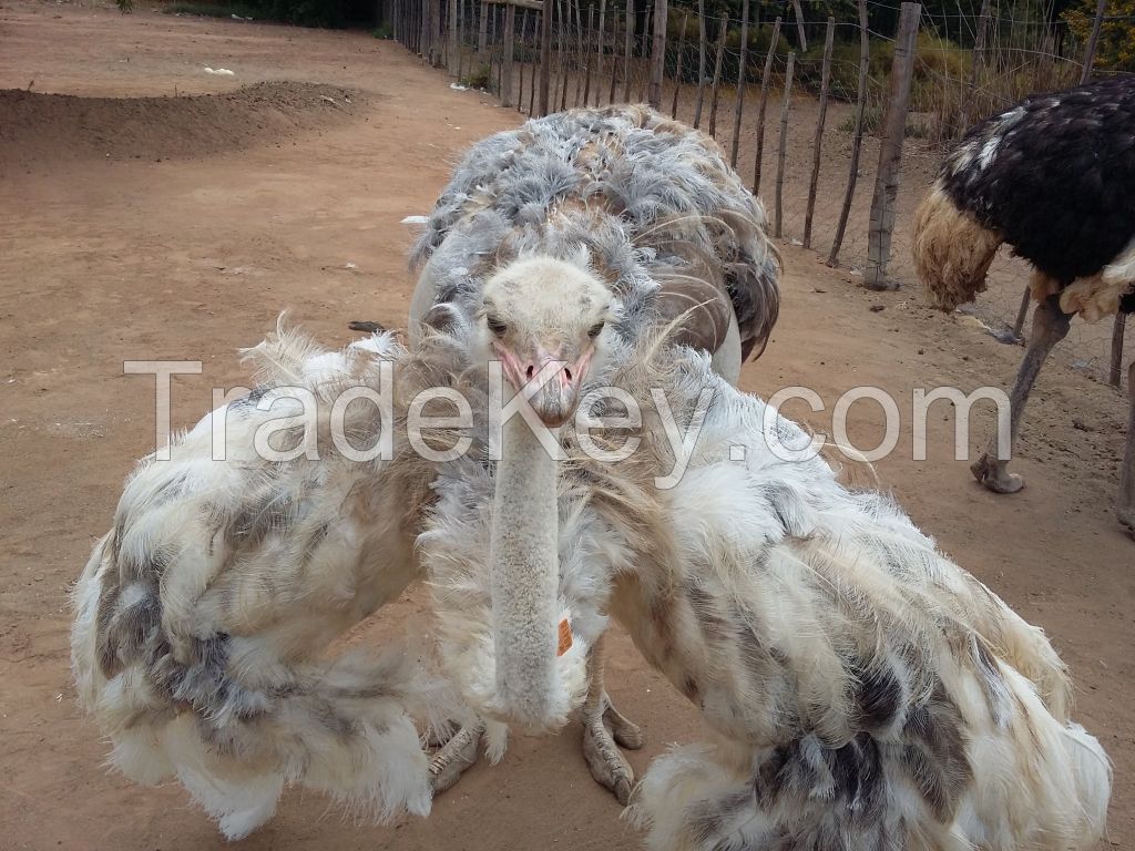 OSTRICH CHICKS, ostrich