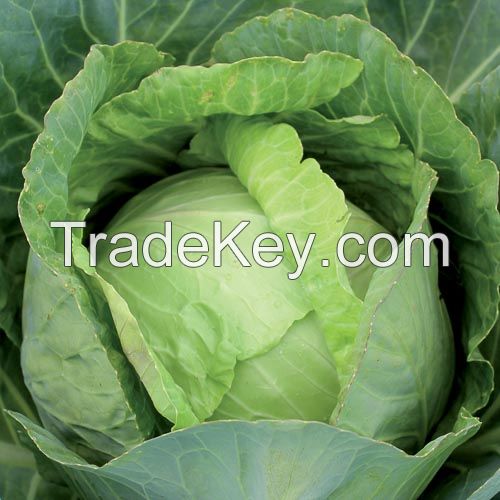 FRESH VEGETABLE cabbage