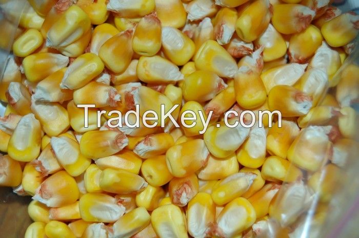 Yellow corn