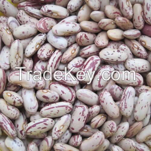 Kidney beans