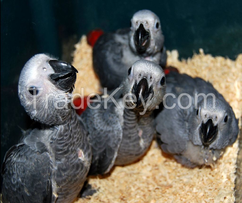 Available Fertile Parrots Eggs and parrots for sale