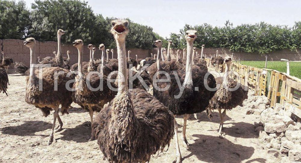 Available Ostrich Chicks And Fertile Eggs