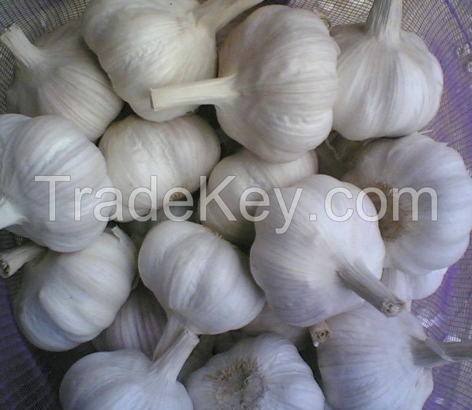 Fresh Garlic