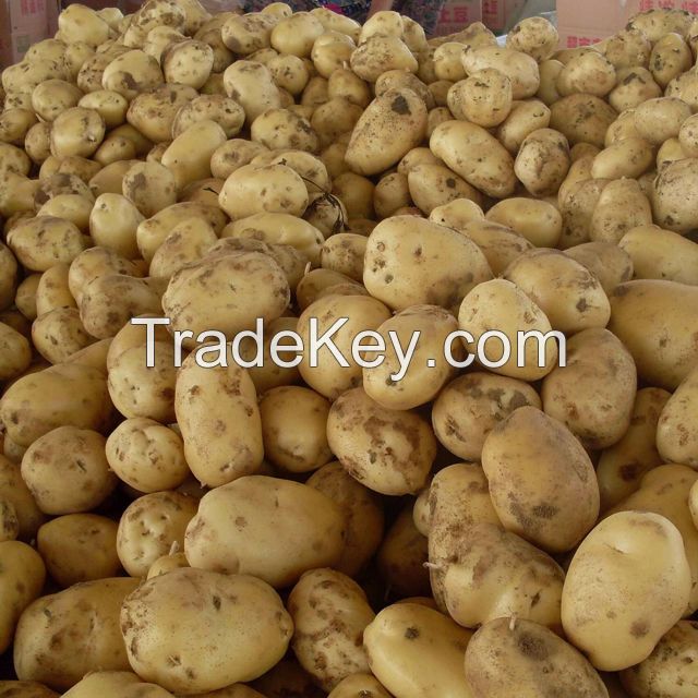 2021 supplier wholesale fresh holland potatoes for sale