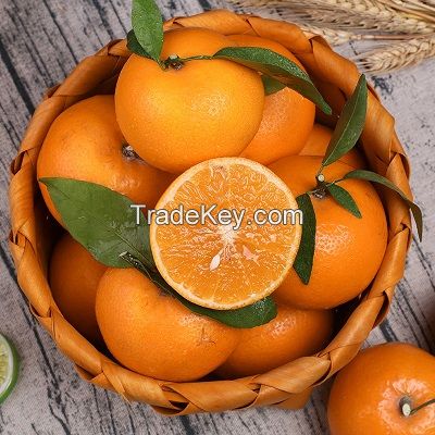 Fresh Valencia and Naval Oranges for Sale