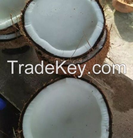 Fresh Coconut Semi-Husked Ready For Export