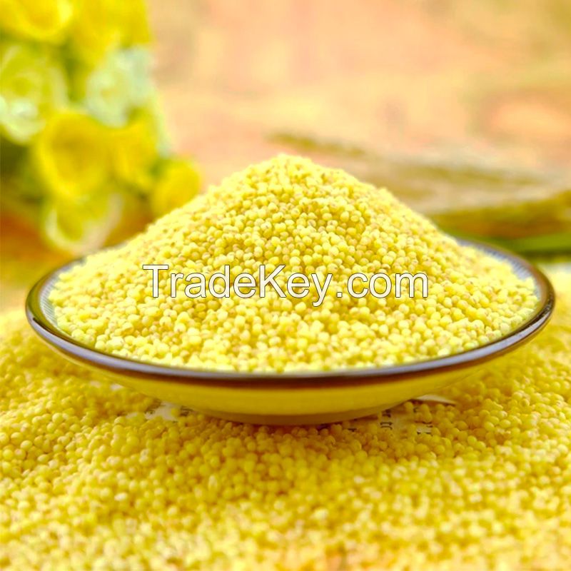 high quality hulled yellow millet
