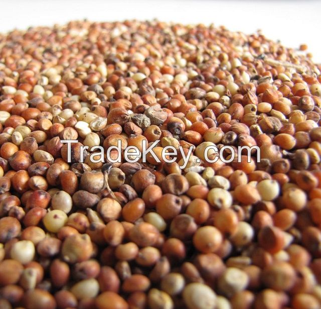 High Quality White Sorghum Red Sorghum