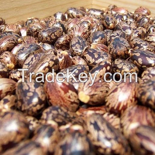 top quality natural dried castor bean seeds