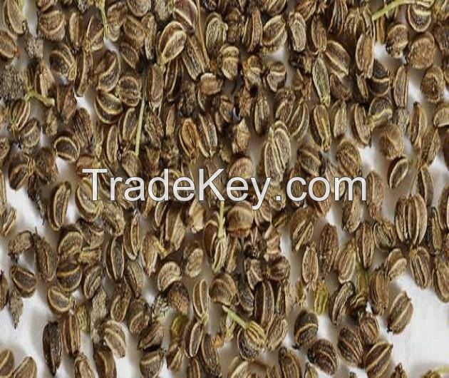 Hybrid Seeds