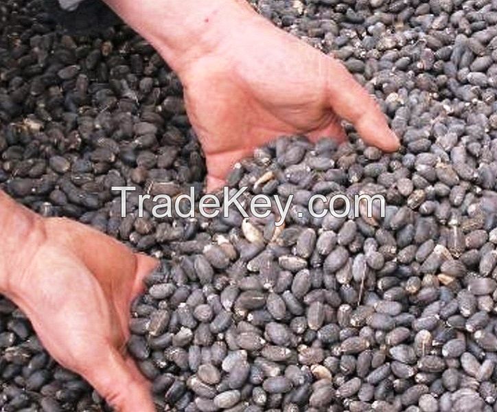 Jatropha Seeds