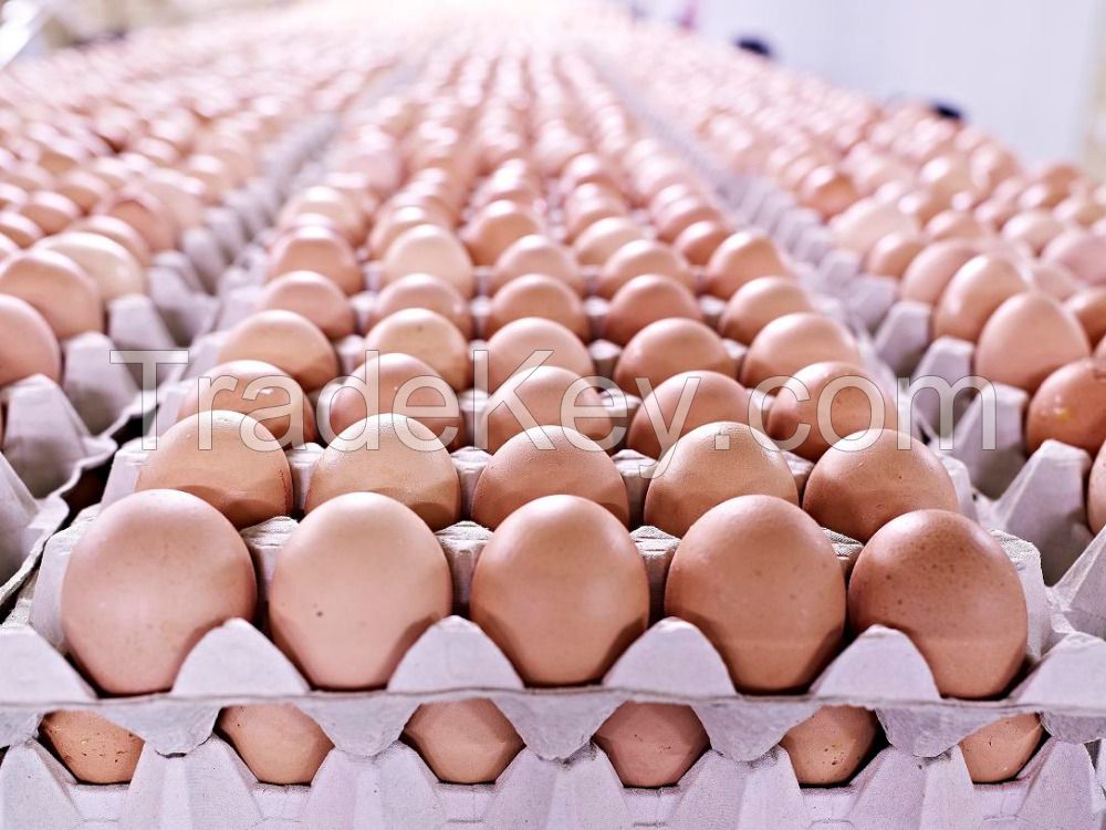 Premium Farm Fresh Chicken Table Eggs Brown and White Shell Chicken Eggs in South Africa