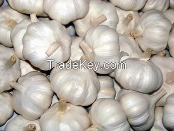 100% Natural fresh White Garlic Pure Garlic Wholesales.