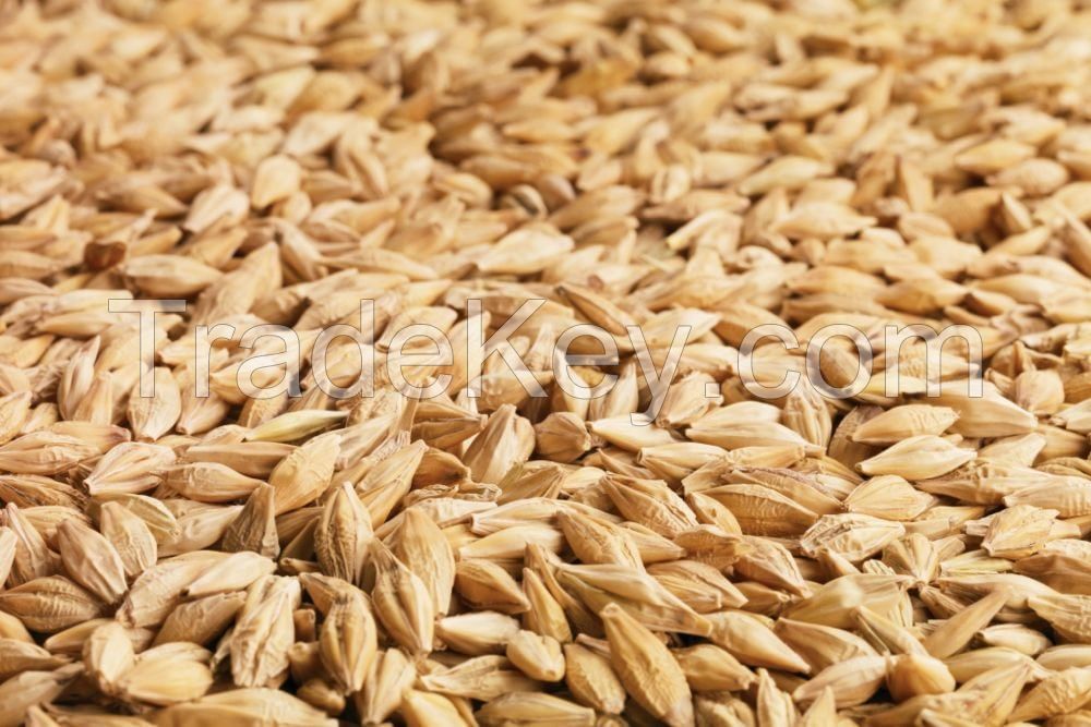 High quality Barley Grains for Sale