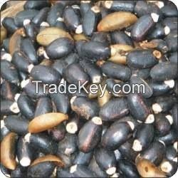 Best Quality Jatropha Seeds for Sale