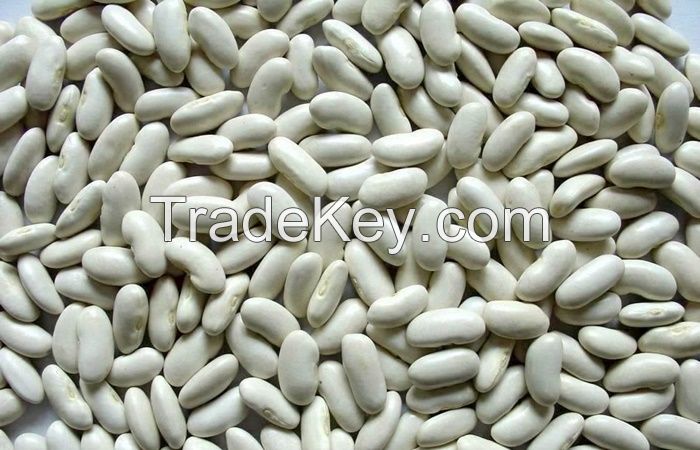 Quality white kidney beans  in-stock  for sale