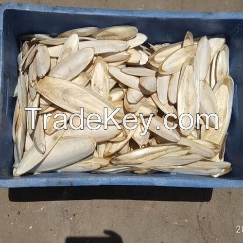 premium quality Dried and White Cuttlefish Bones