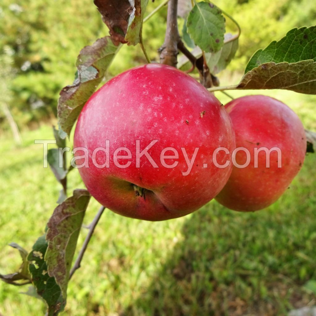 Apple Fruit Apple Fresh Red Fuji Apple Fruit